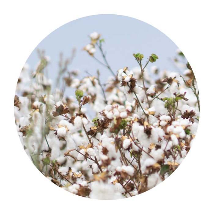Organic cotton